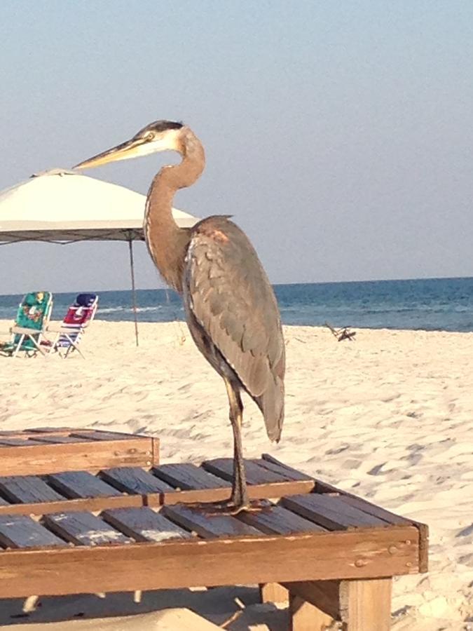 Gulf Shores Plantation Luaran gambar